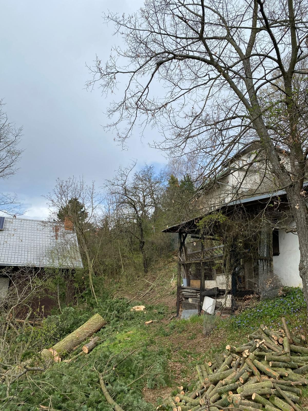 Kácení stromu